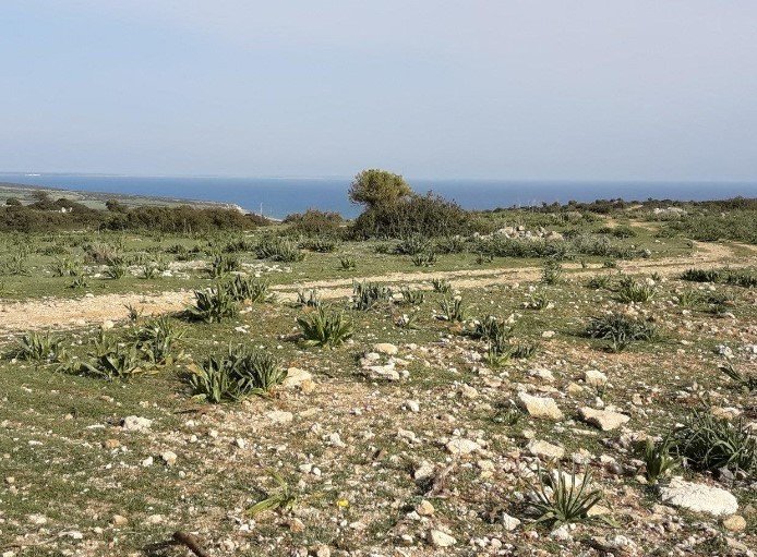Land in Pissouri, Limassol